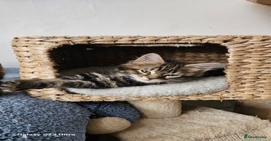 Mixed Breed cats - Advert 12