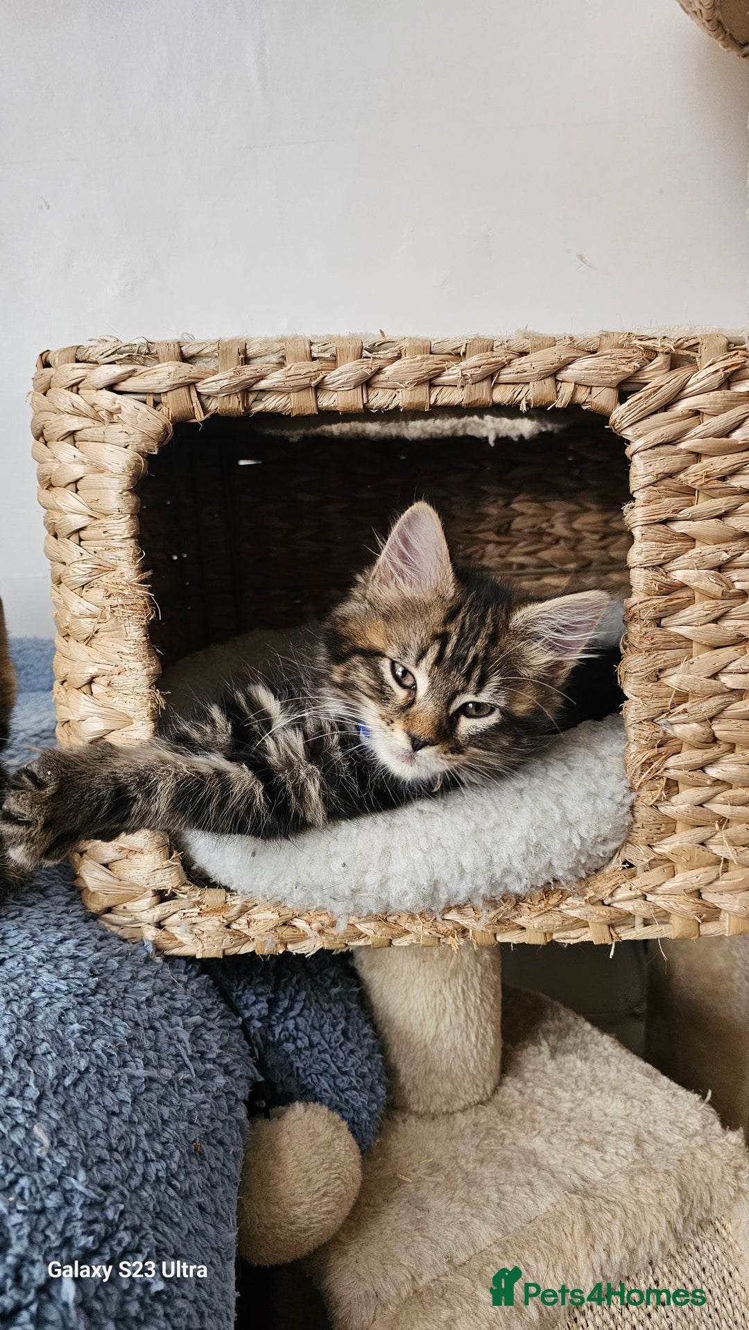 Mixed Breed cats for sale: Few lovely kittens ready for new lovely homes ! - Image 3
