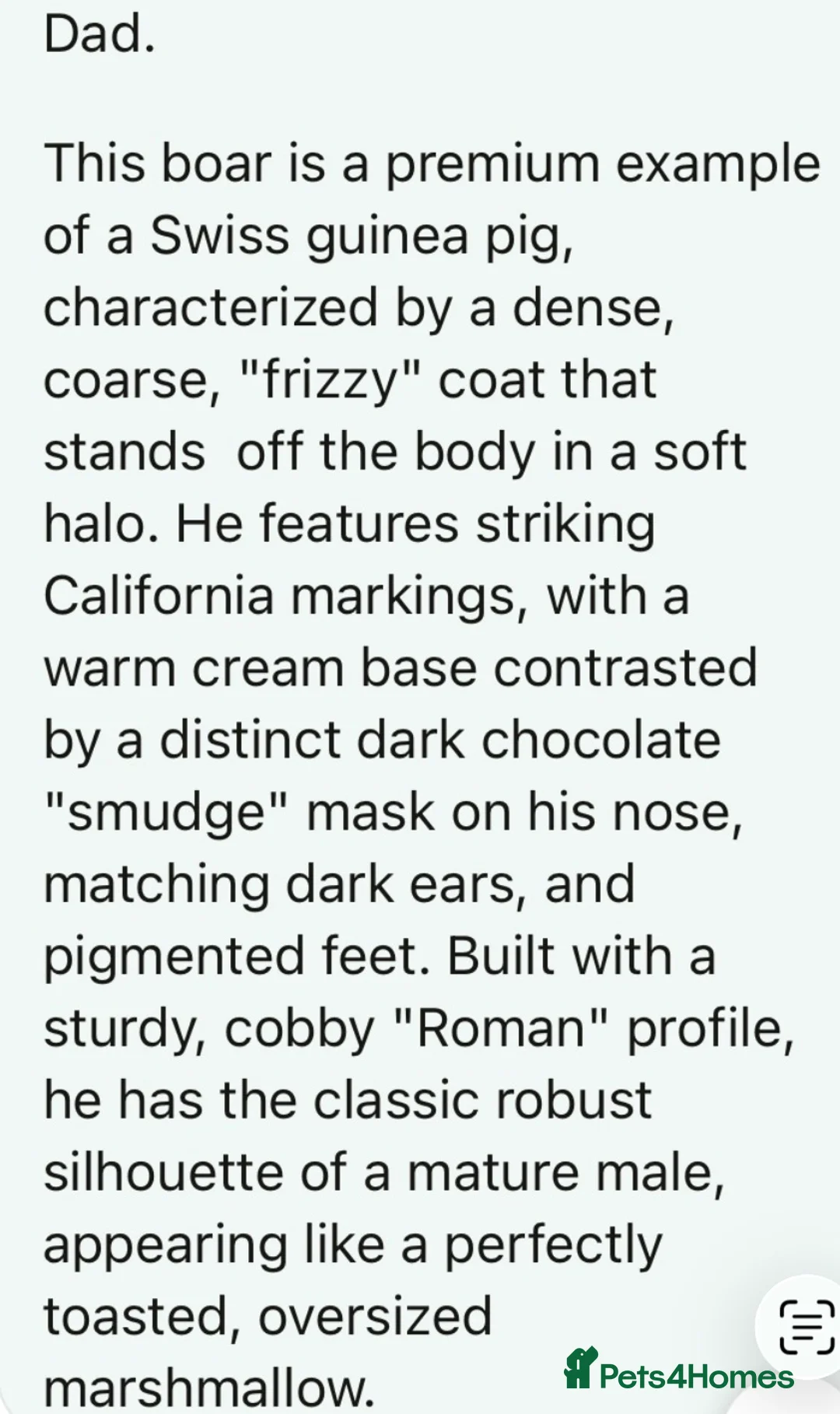 Guinea Pig rodents for sale: 5 Guinea pigs 🐹🐹🐹🐹🐹 (near Totnes) - Advert 5