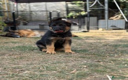 German Shepherd dogs for sale: German shepherd  - Image 5