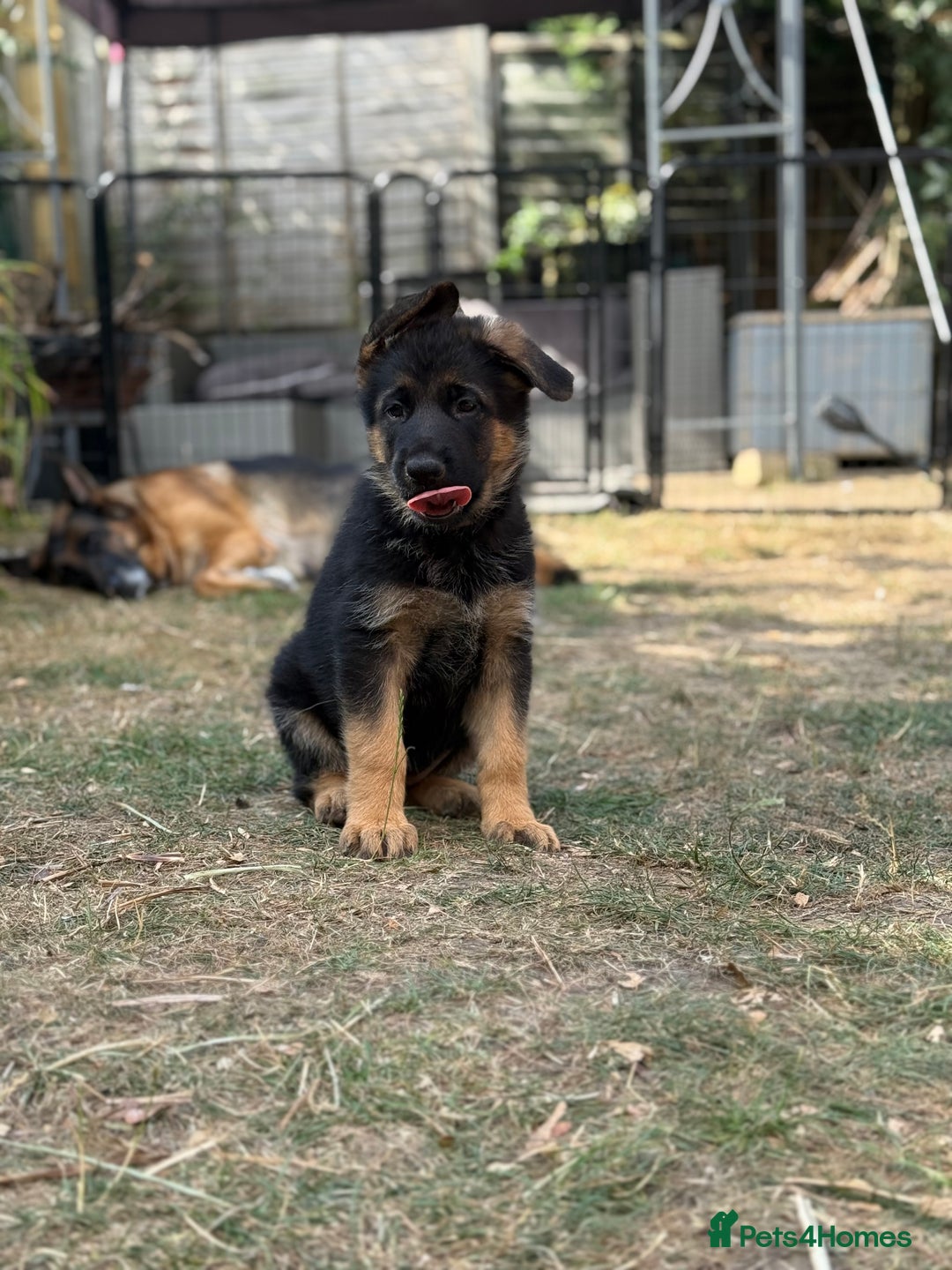 German Shepherd dogs for sale: German shepherd  - Image 5