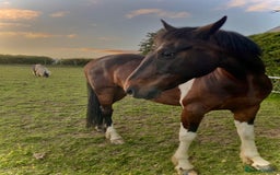 Other Breed horses for sale: Stunning Coloured Gelding - Advert 3