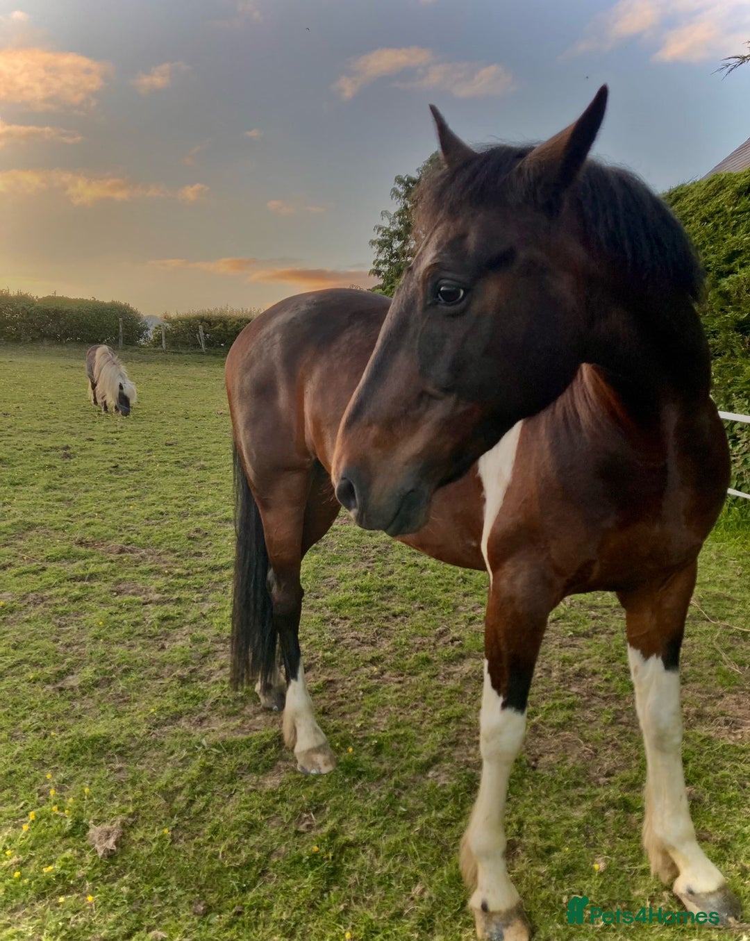 Other Breed horses for sale: Stunning Coloured Gelding - Advert 3