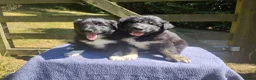 Border Collie dogs for sale: Traditional Border Collie Puppies in Shrewsbury - Advert 4