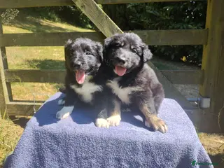 Border Collie dogs Traditional Border Collie Puppies - Advert 2