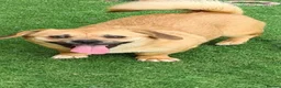 Mixed Breed dogs for adoption: Mini and minx small breed  - Advert 1