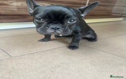 French Bulldog dogs for sale: French Bulldog Puppy (6 months) - Image 4