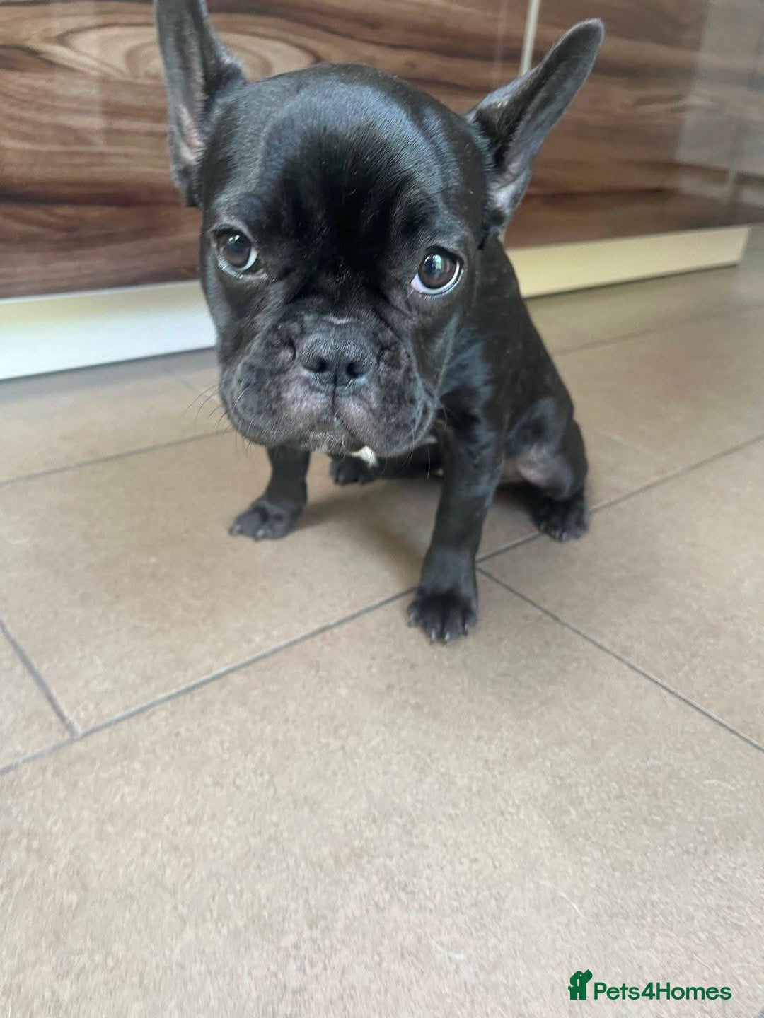 French Bulldog dogs for sale: French Bulldog Puppy (6 months) - Image 4