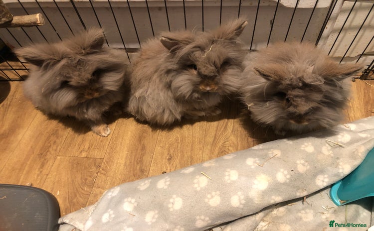 Lionhead rabbits - Advert 1