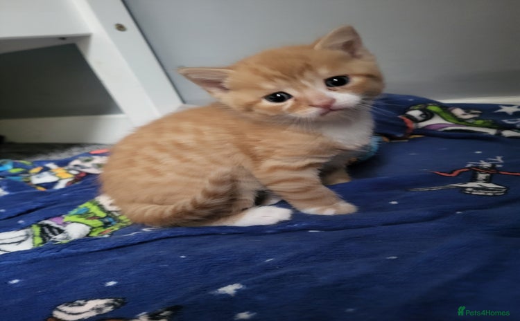 Domestic Shorthair cats - Advert 5