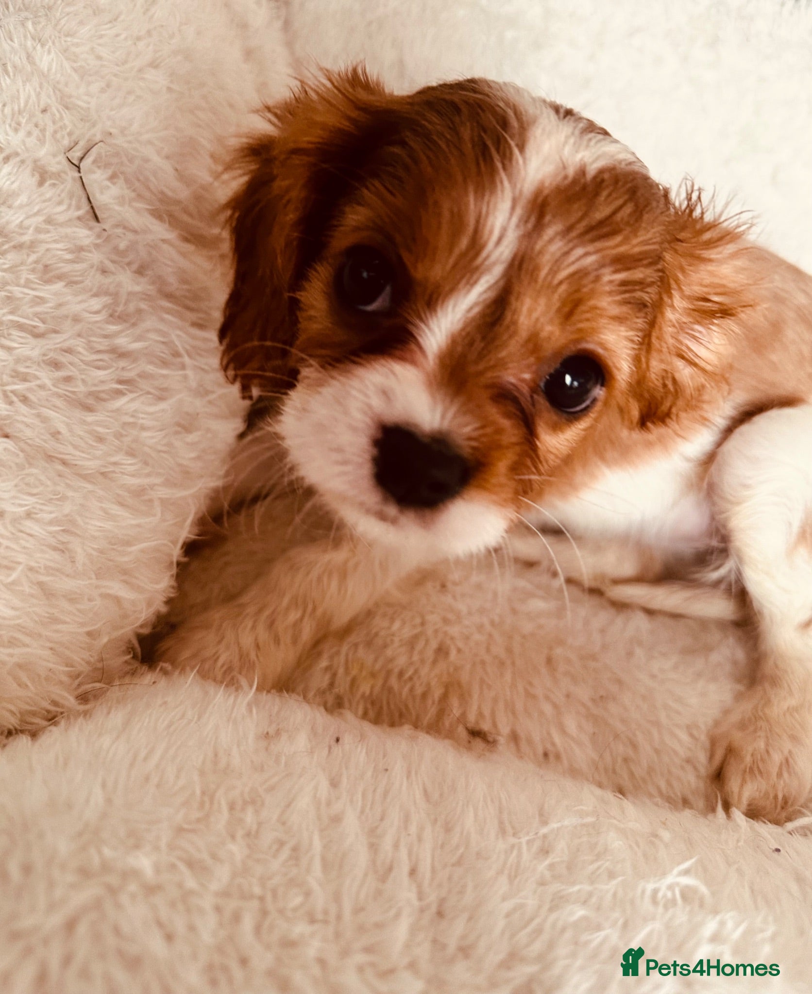 Cavalier King Charles Spaniel dogs FULLY vet health checked 1stJuly ALL PASSED  - Advert 13