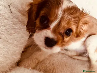 Cavalier King Charles Spaniel dogs FULLY vet health checked 1stJuly ALL PASSED - Advert 13