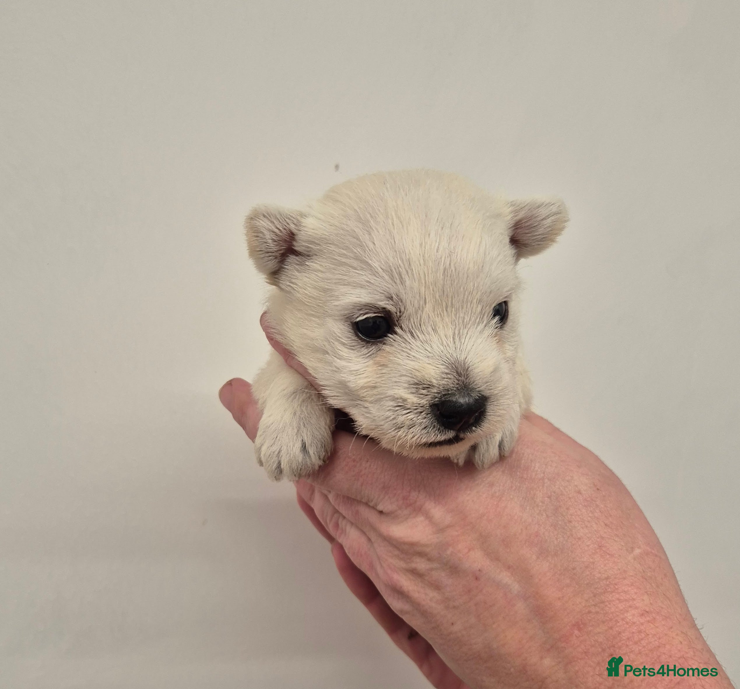 West Highland Terrier dogs West Highland Puppies - Advert 2