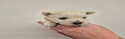 West Highland Terrier dogs for sale: West Highland Puppies - Advert 1