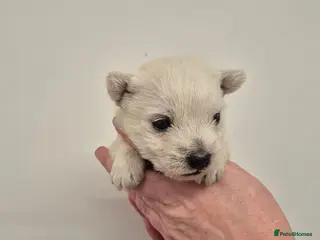 West Highland Terrier dogs West Highland Puppies - Advert 17