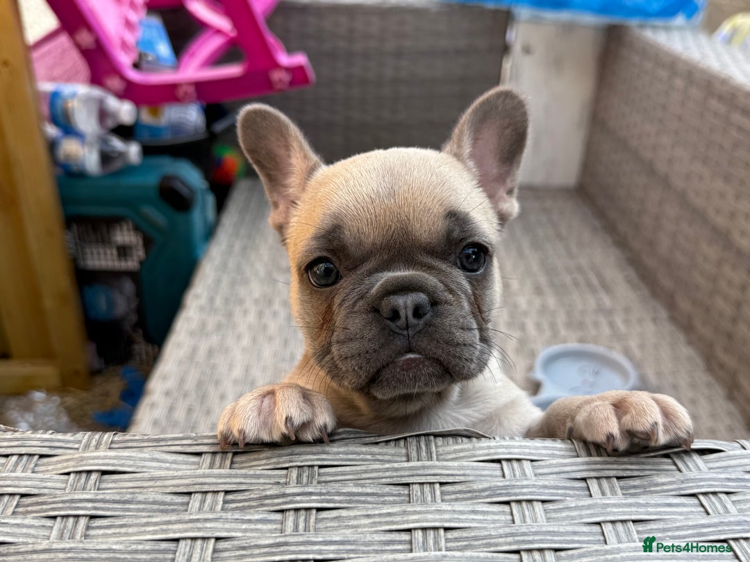 French Bulldog dogs for sale: Lilac French bulldog puppy  - Image 1