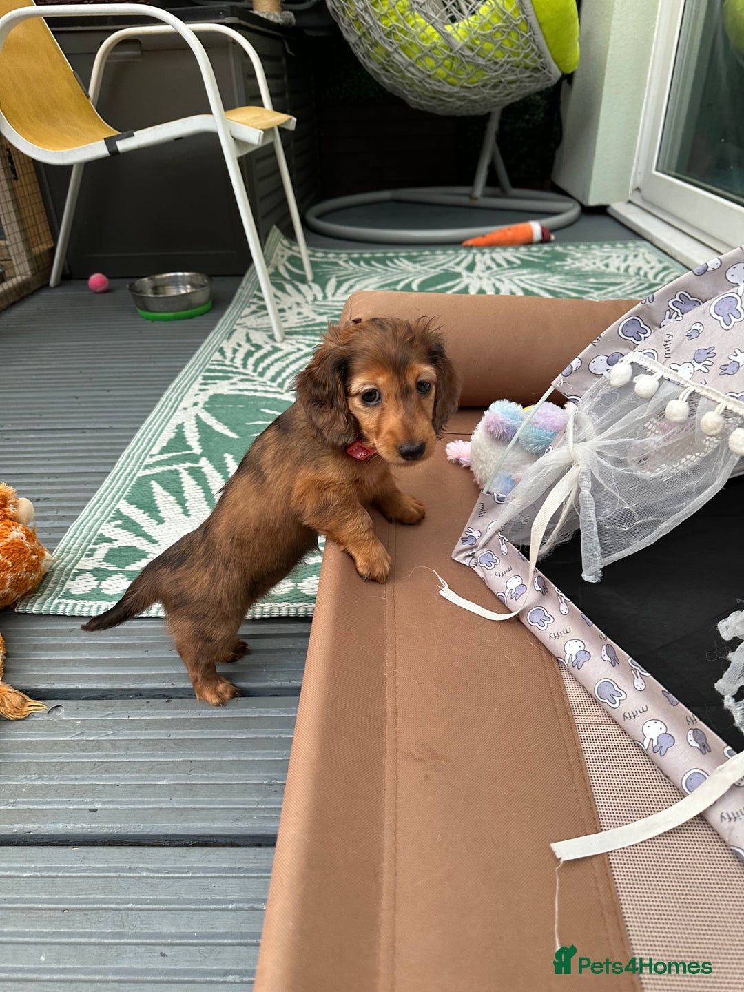 Dachshund dogs for sale: KC Registered Quality Mini Dachshunds long hair  - Image 27