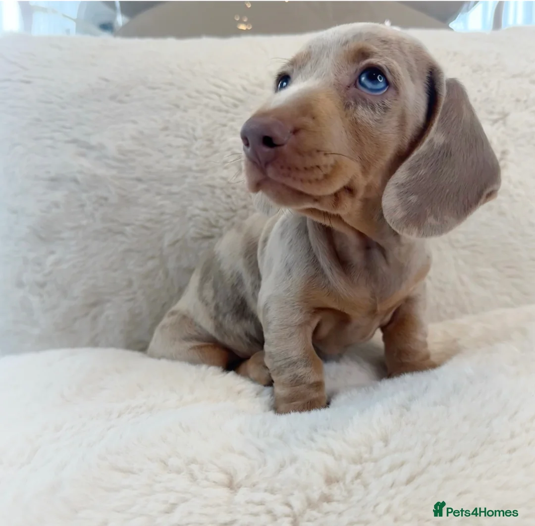 Miniature Dachshund dogs for sale: READY NOW KC Miniature Dachshunds 1 BOY LEFT    - Advert 2