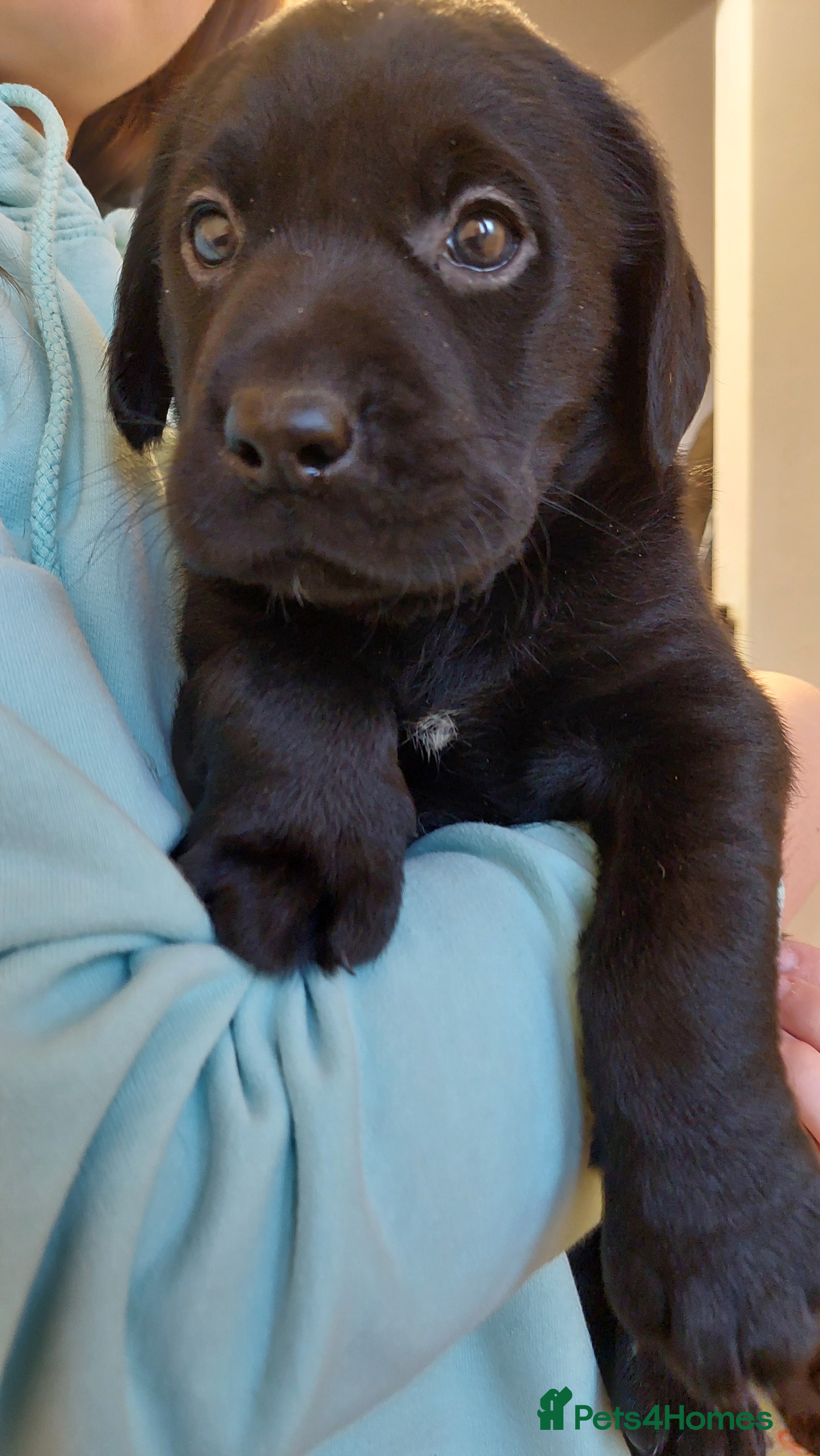 Labrador Retriever dogs Pedigree labrador puppies for sale  - Advert 15