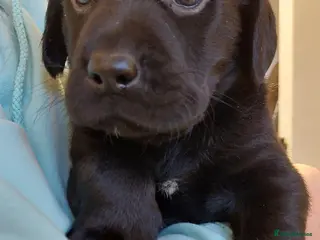 Labrador Retriever dogs Pedigree labrador puppies for sale - Advert 15