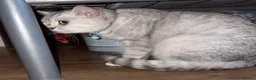 British Shorthair cats for sale: Two beautiful British shorthairs - Advert 7