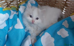 Ragdoll cats for sale: RAGDOLLS BICOLOUR BOY GIRLS BLUE EYES READY NOW  - Advert 18