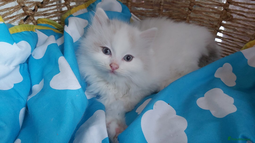 Ragdoll cats for sale: RAGDOLLS BICOLOUR BOY GIRLS BLUE EYES READY NOW  - Advert 18