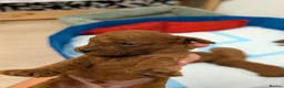 Toy Poodle dogs for sale: Pedigree Toy Poodle Puppies - Advert 5