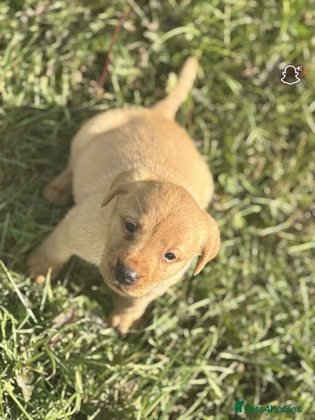 Labrador Retriever dogs for sale: Gorgeous Labrador puppies - Image 2