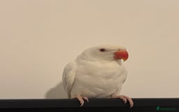 Ringnecks birds for sale: White Indian ring neck tame - Image 2