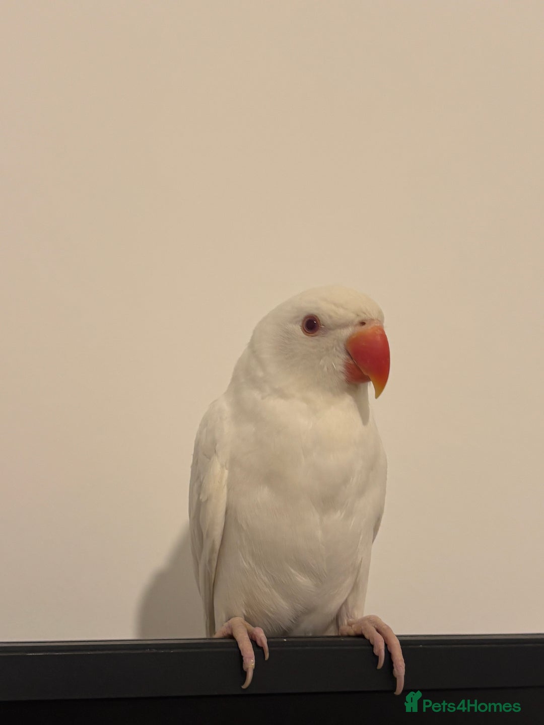 Ringnecks birds for sale: White Indian ring neck tame - Image 2