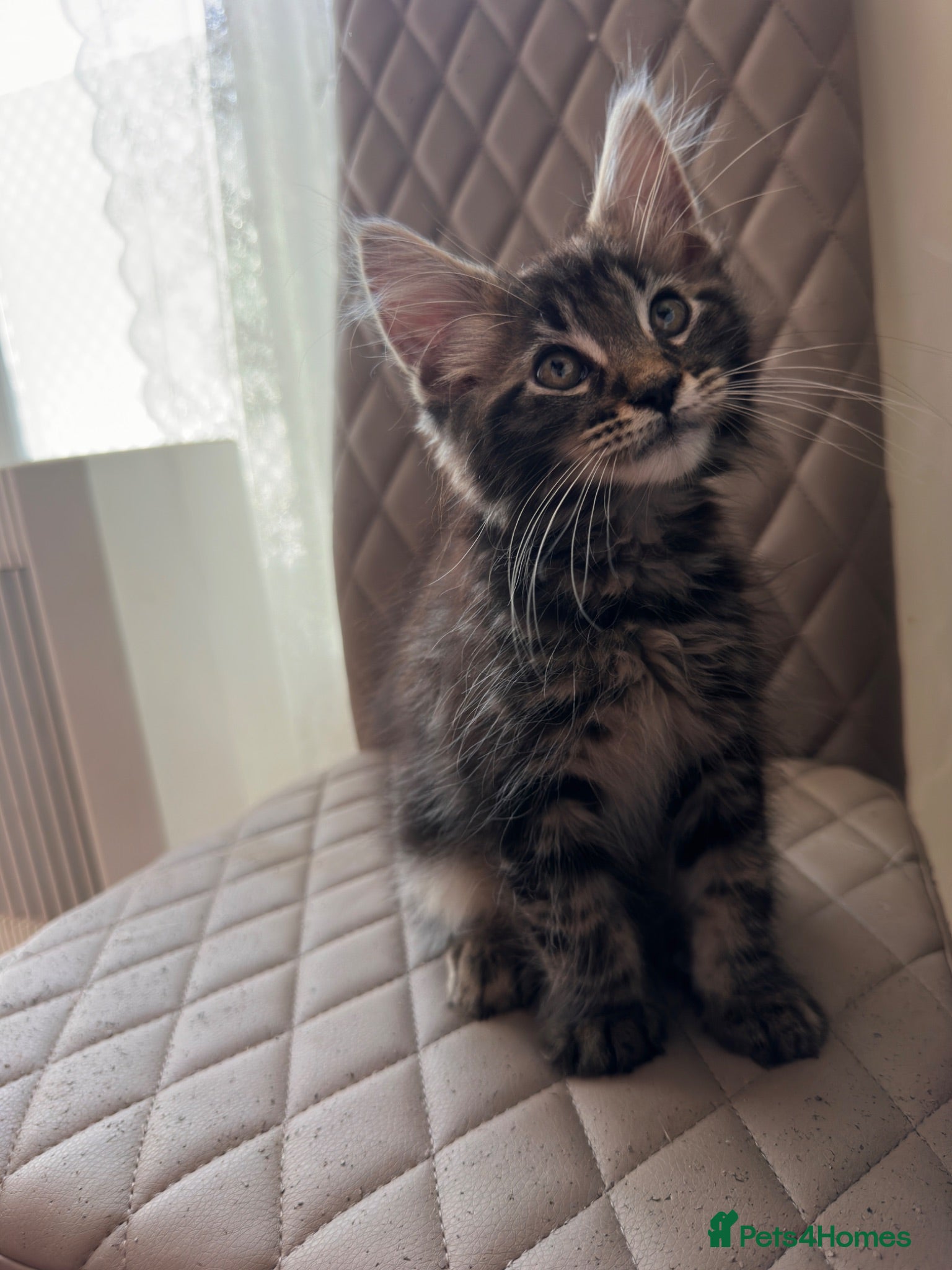 Maine Coon cats 🐾😻Maine Coon 1 kitten remaining😻🐾 - Advert 18