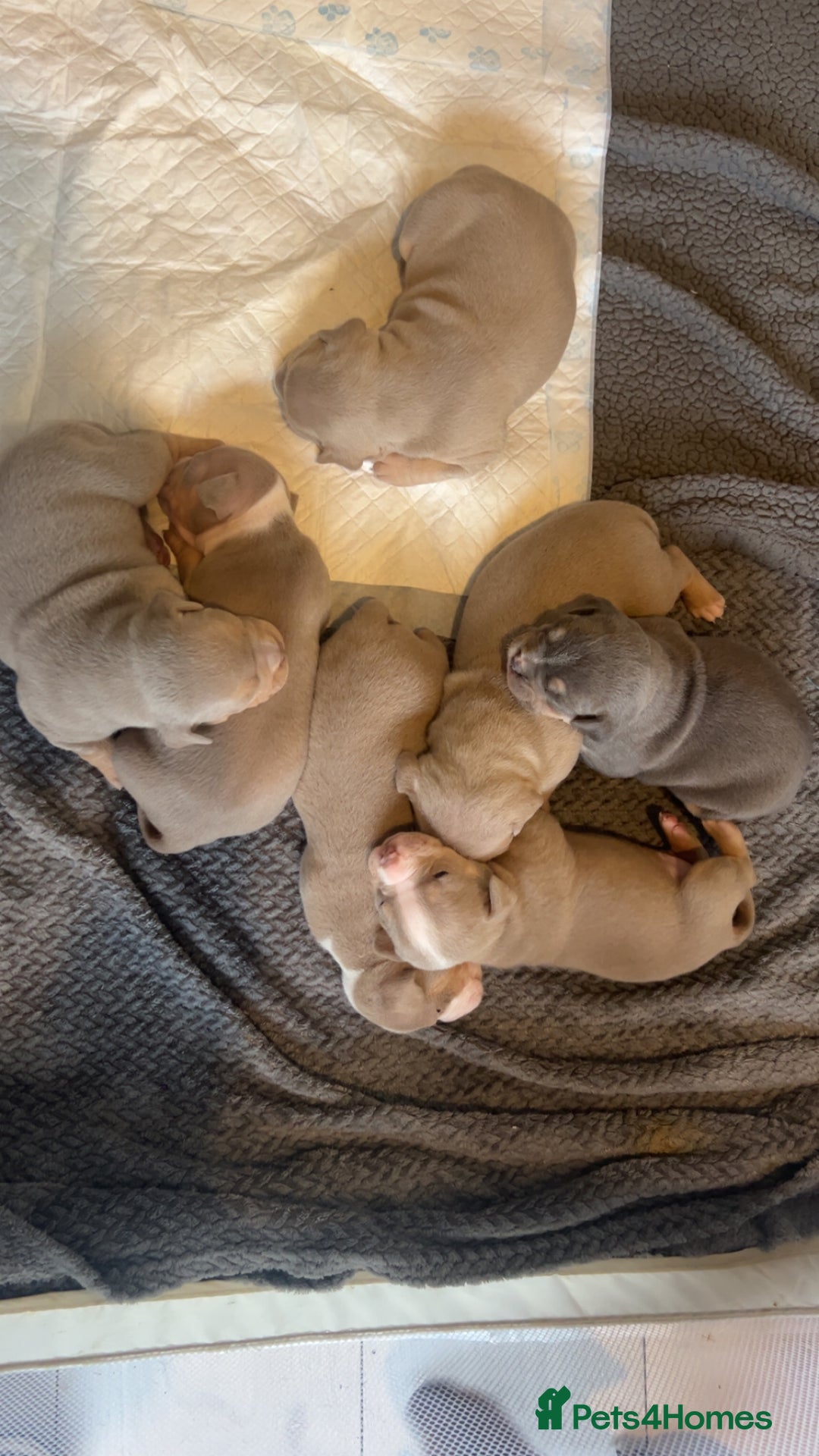 American Bully dogs for sale: American pocket bully’s  - Advert 13