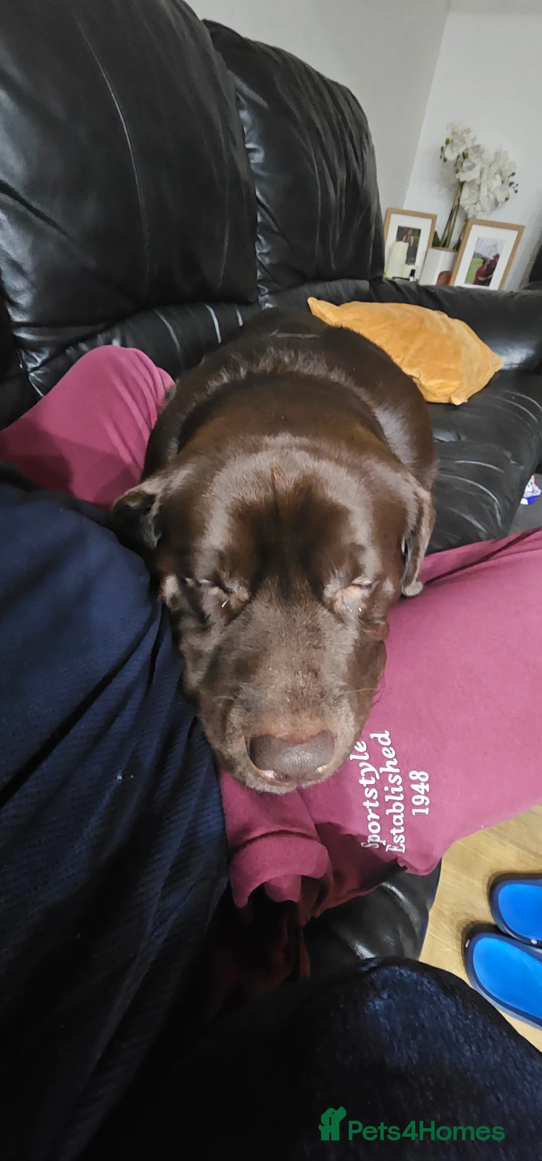 Labrador Retriever dogs for stud: Mr. Aj - Advert 4