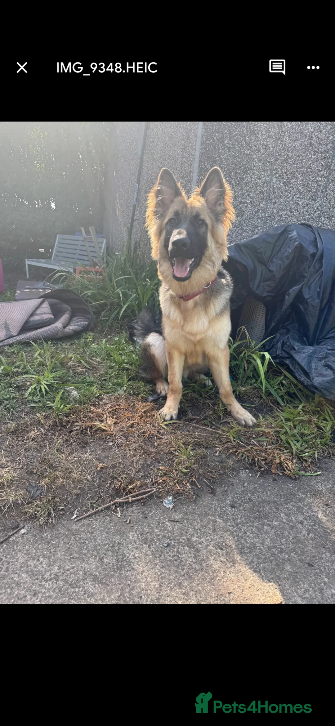 German Shepherd dogs for sale: 7 month old gsd for sale  - Advert 5