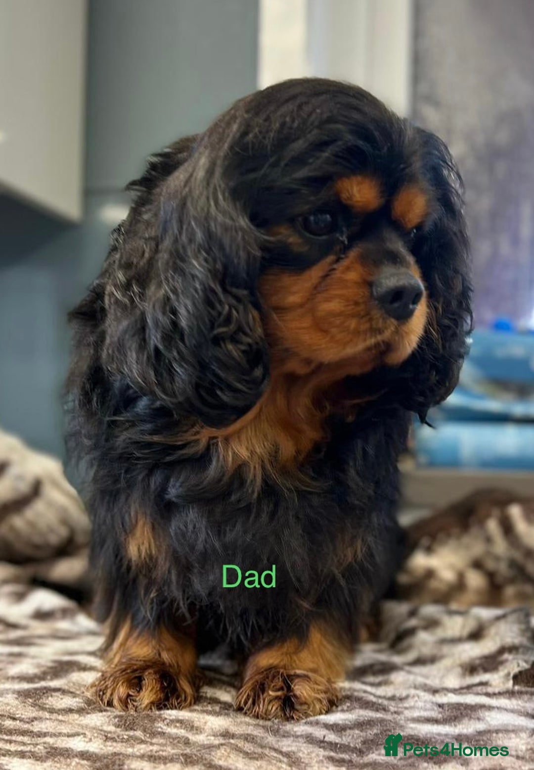 Cavalier King Charles Spaniel dogs for sale: 🐶KC REG, EXTENSIVELY HEALTH TESTED CAVALIER 🐶  - Advert 31