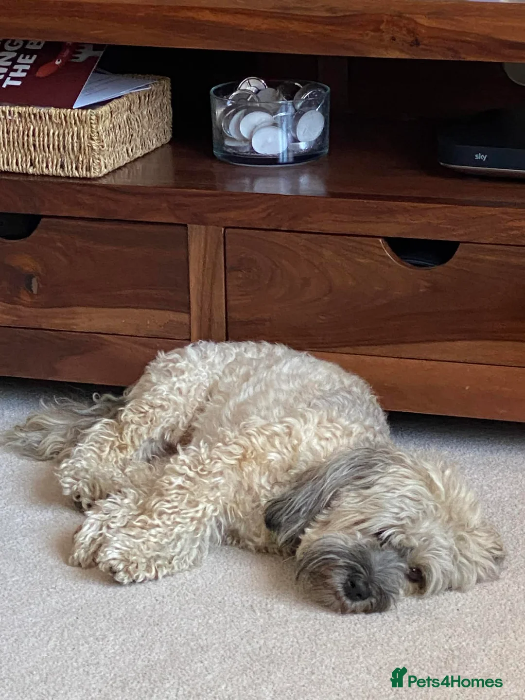 Havanese dogs for sale: Teddy – 7 Year Old Neutered Male Havanese  - Advert 4