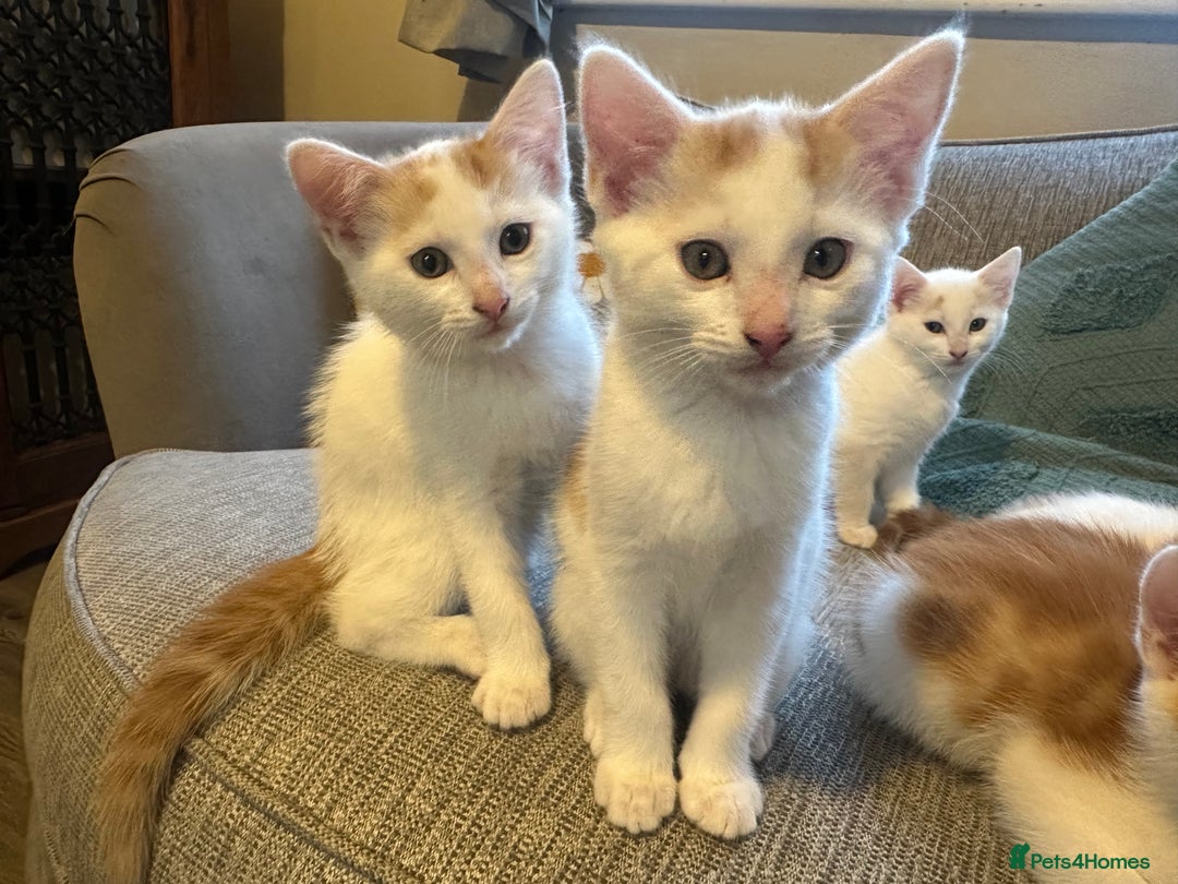 Turkish Van cats for sale: 5 beautiful kittens looking for families  - Image 10