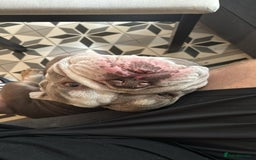 English Bulldog dogs for sale: Roofus - the most amazing boy - Image 5