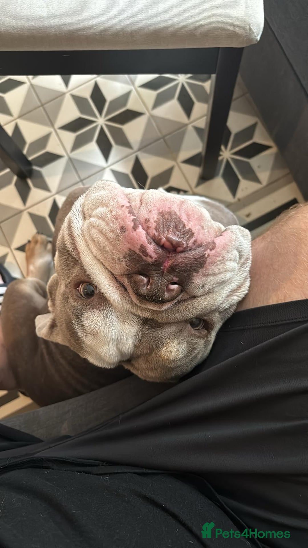 English Bulldog dogs for sale: Roofus - the most amazing boy - Image 5