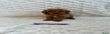Mini Goldendoodle 4