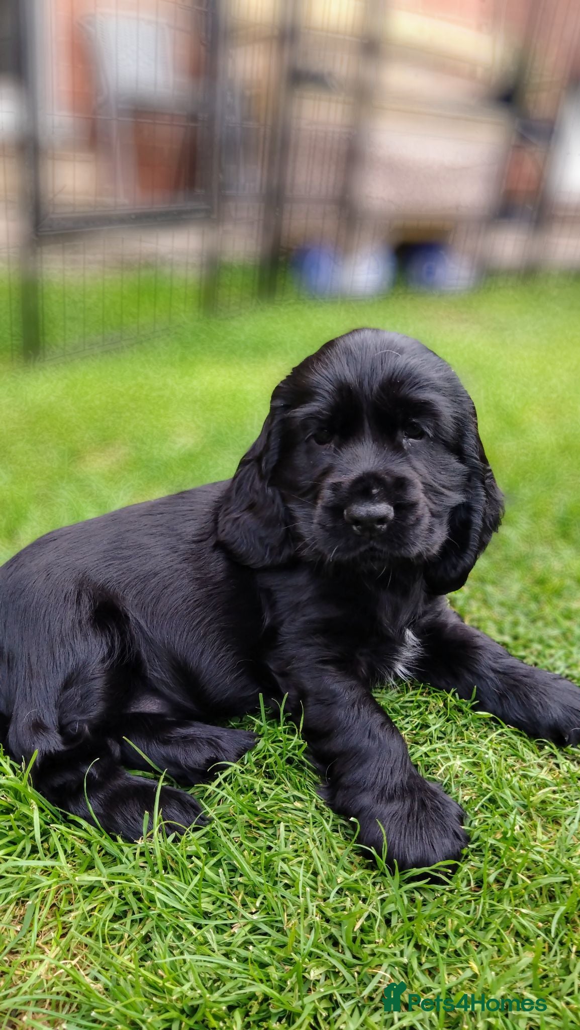 Cocker Spaniel dogs KC registered show type Cocker spaniel puppies  - Advert 1