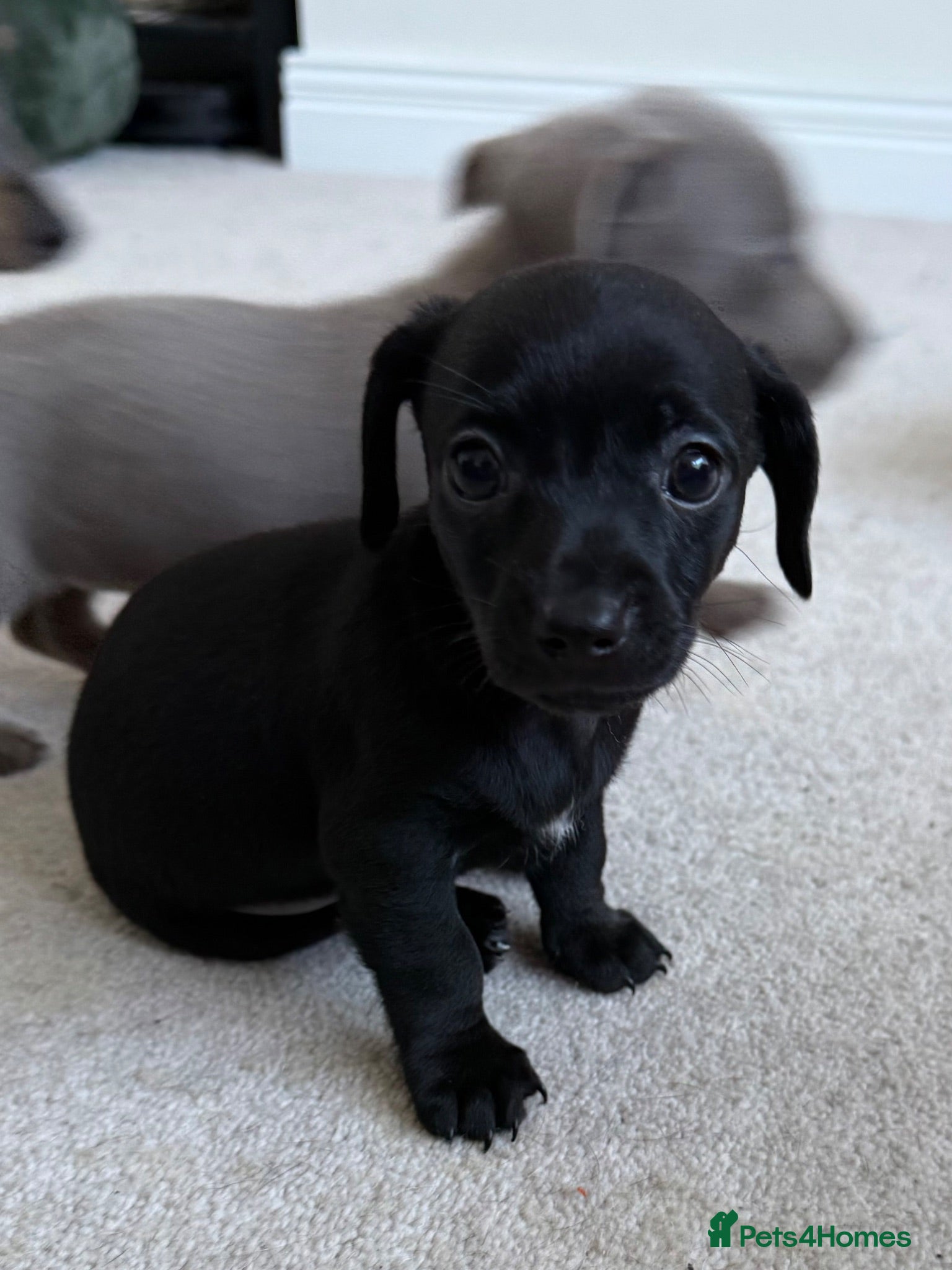 Chiweenie dogs Miniature Dachshund x Chihuahua  - Advert 10