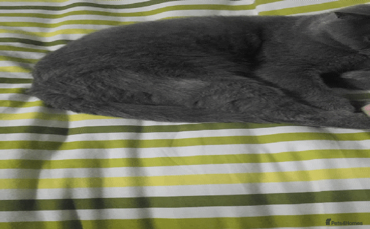 British Shorthair cats - Advert 2