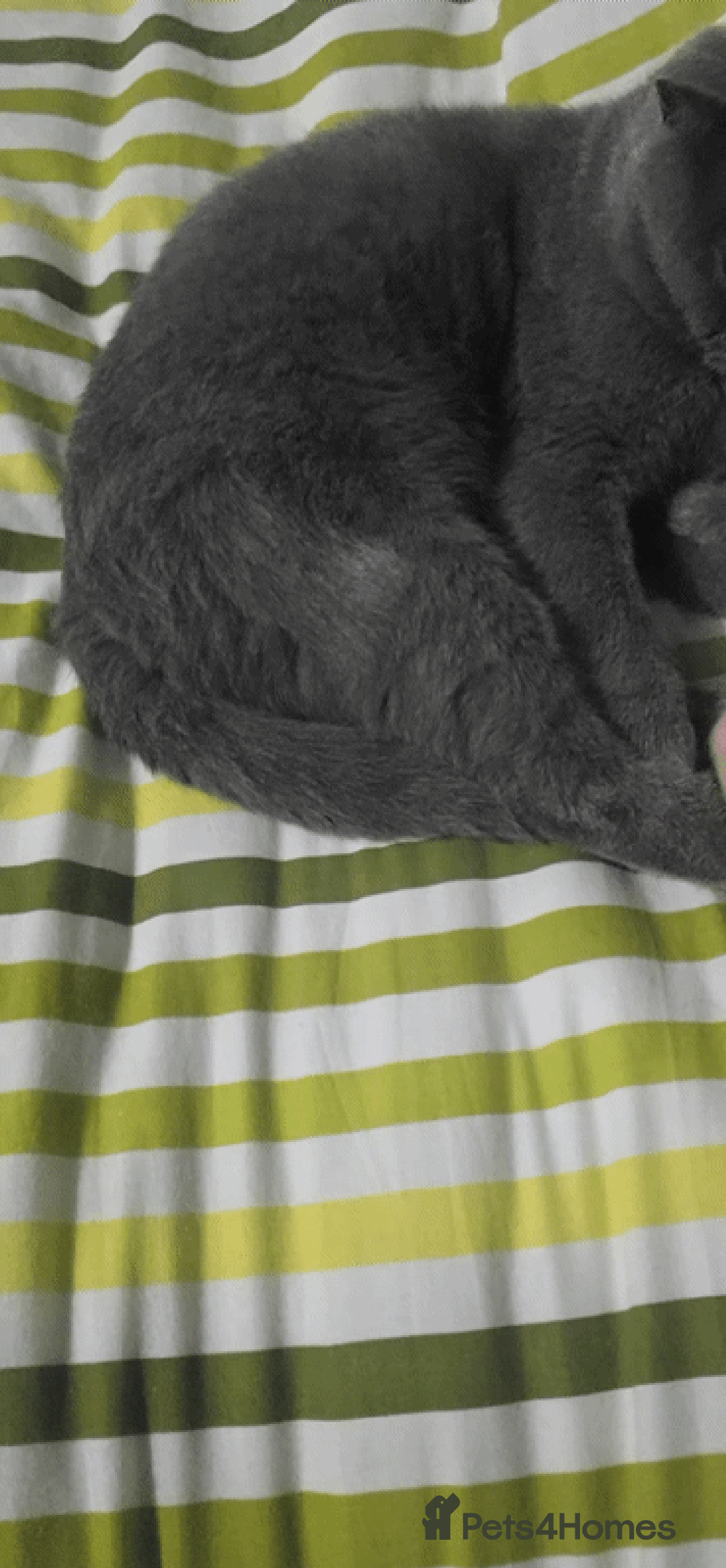 British Shorthair cats for sale: British short-hair male - Image 1