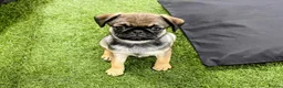 Pug dogs for sale: Rare panda pugs - Advert 2