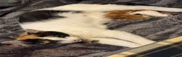 Mixed Breed cats for sale: Female kitten  - Advert 2