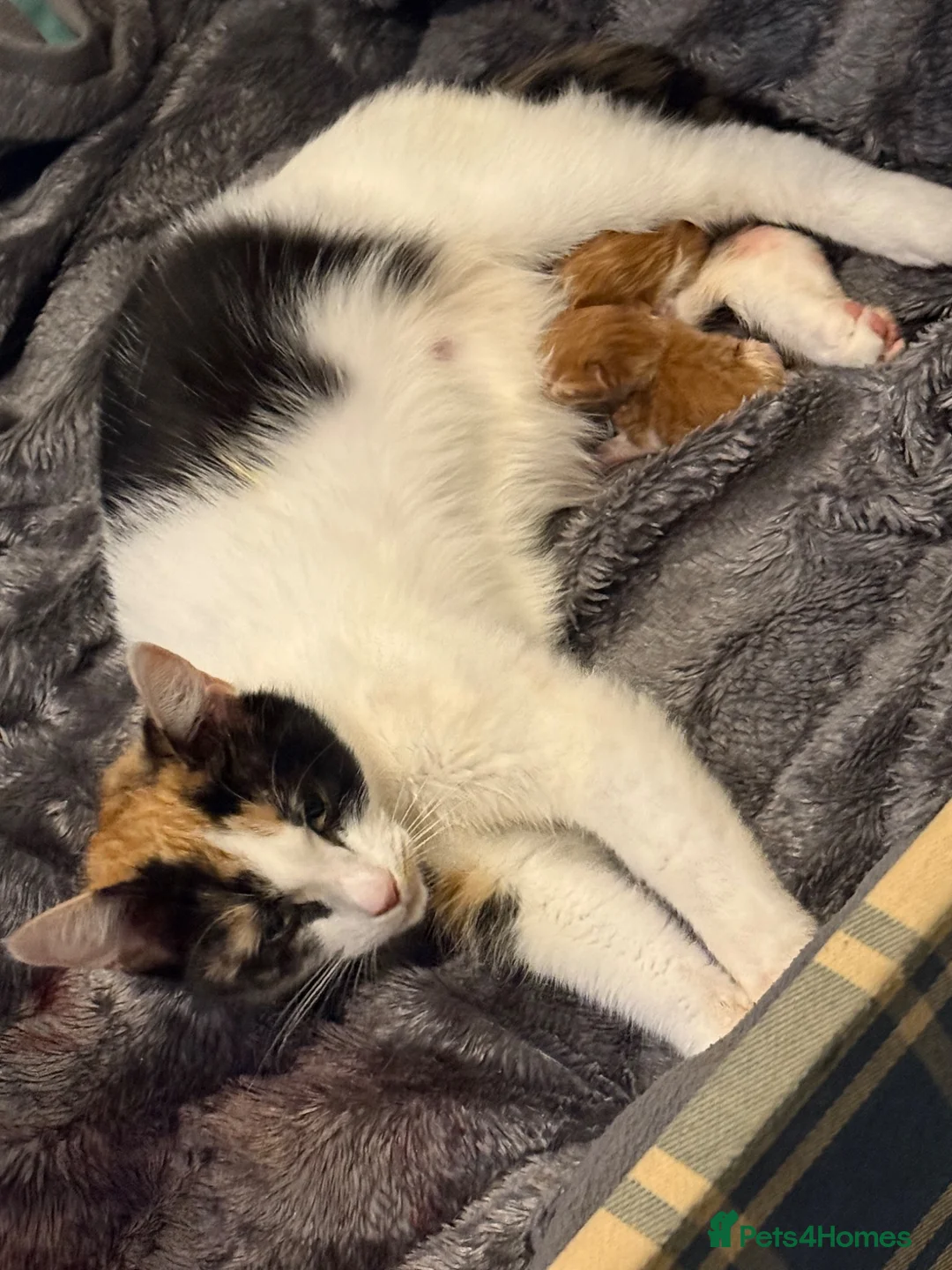 Mixed Breed cats for sale: Female kitten  - Advert 2