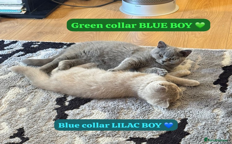 British Shorthair cats - Advert 6