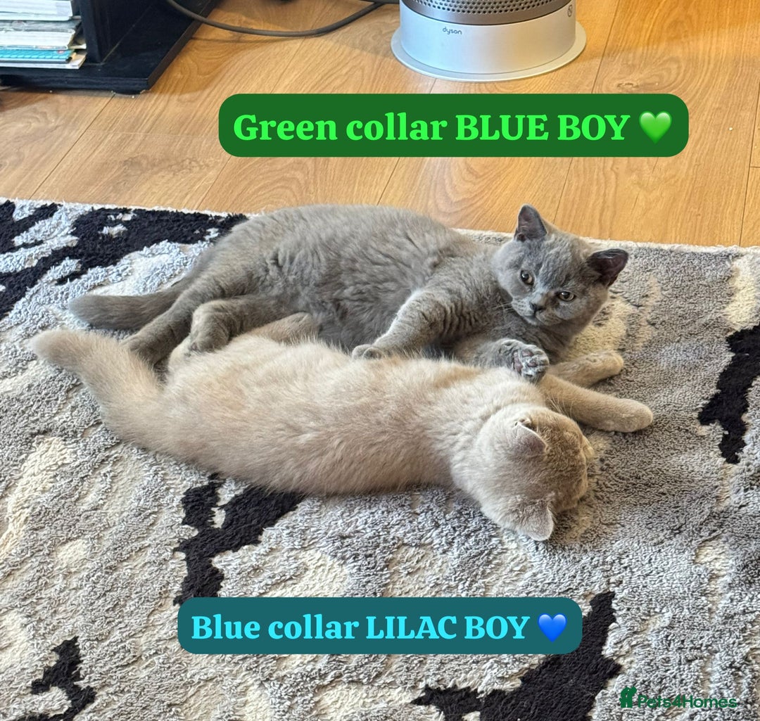 British Shorthair cats for sale: REDUCED Lilac & Blue British Shorthairs! - Image 1
